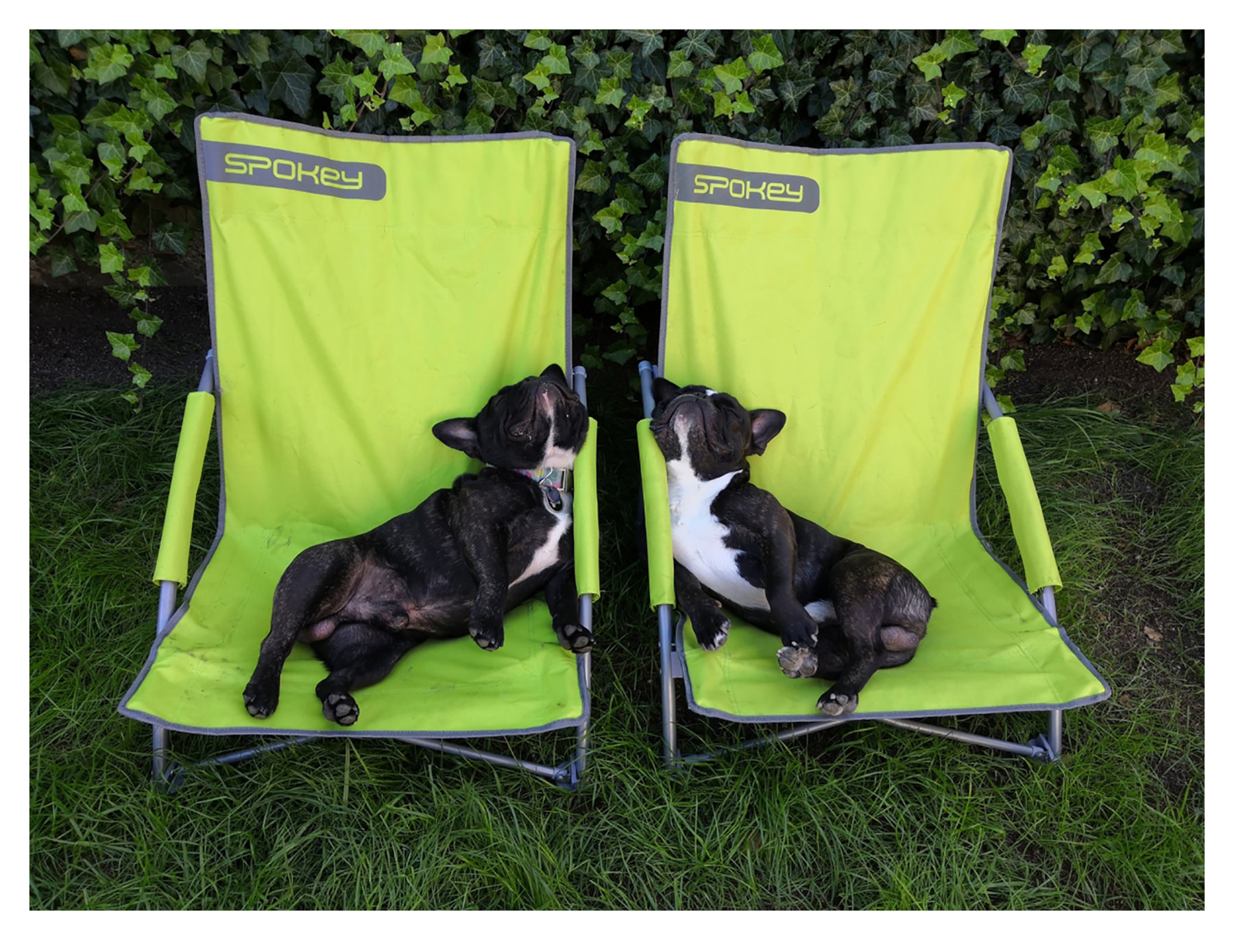 CHAISE PLI PANAMA SPOKEY